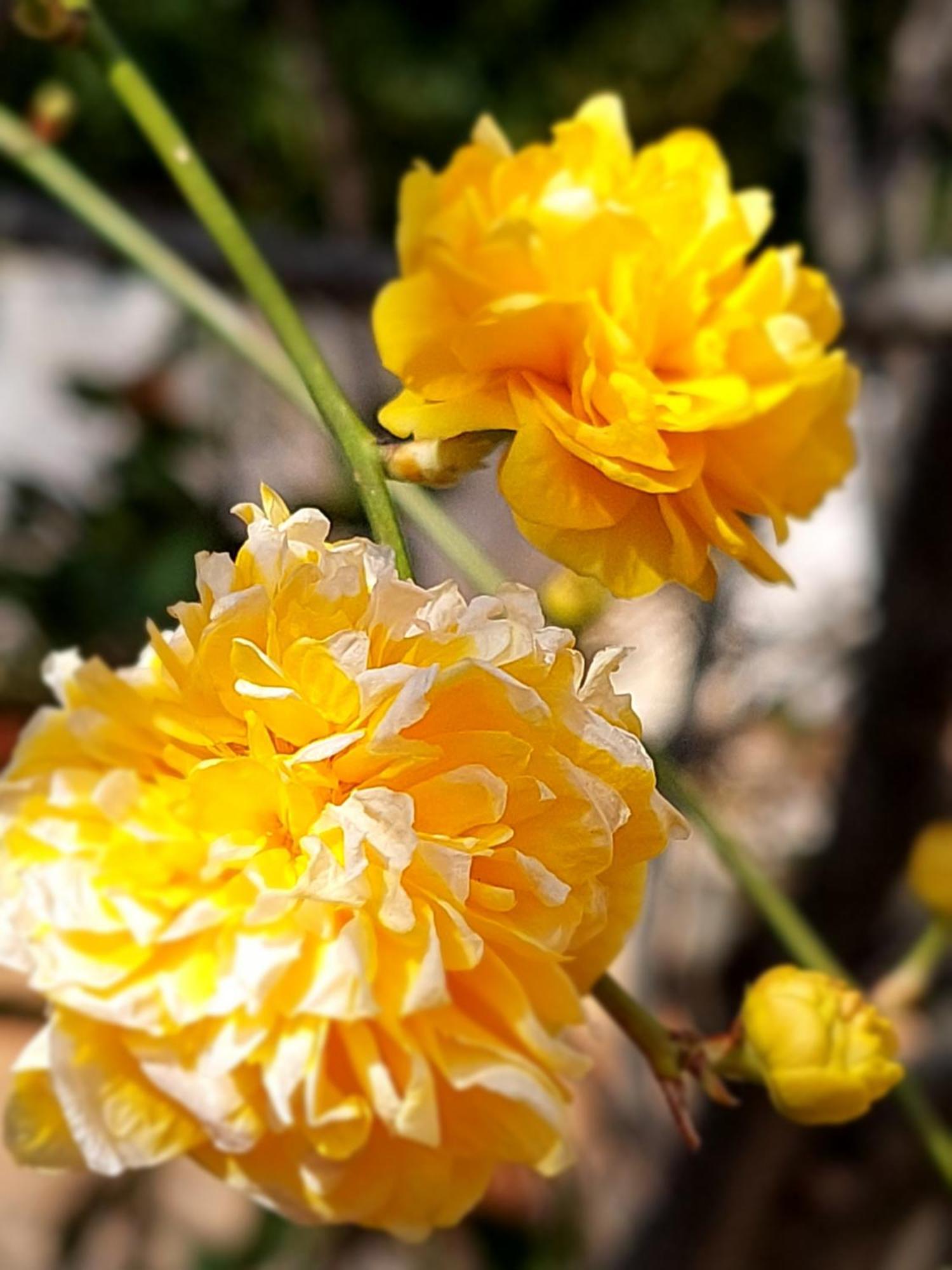 Sunny Side Malinska公寓 外观 照片